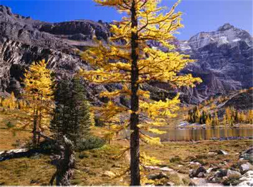 加拿大温哥华黄金地段还处于空置状态