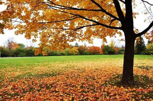 温哥华的房产是你来到加拿大的首选